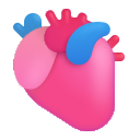 anatomical heart