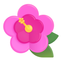 Hibiskus