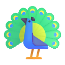 peacock