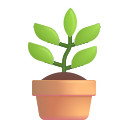 potted plant
