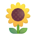 Sonnenblume
