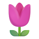 Tulpe