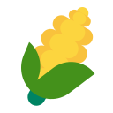 ear of corn