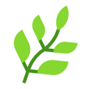 herb