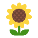 Sonnenblume