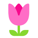 Tulpe