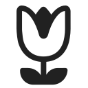 Tulpe